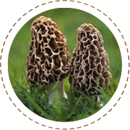 Organic Gucchi Mushrooms